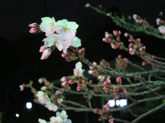 大宮公園の夜桜